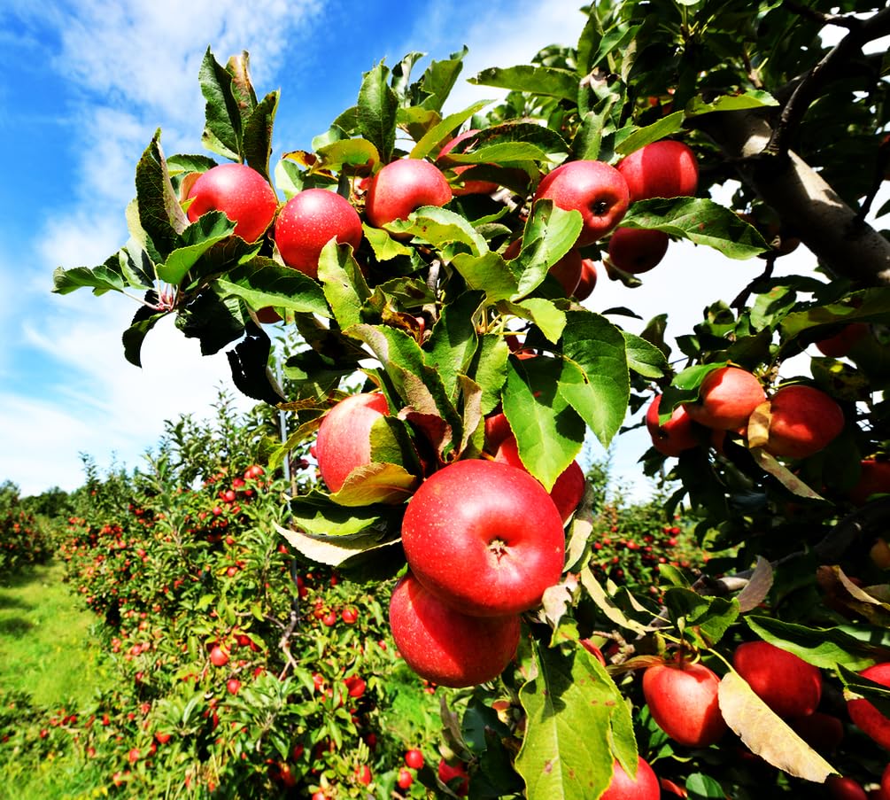 Future harvest potential of Honey Crisp apples from Seeds Of Strength seeds