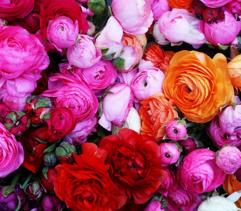 Seeds Of Strength indoor flower display idea using blooming ranunculus.