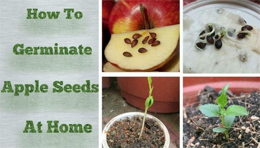 Seeds Of Strength indoor-outdoor garden setup supporting flexible apple cultivation.