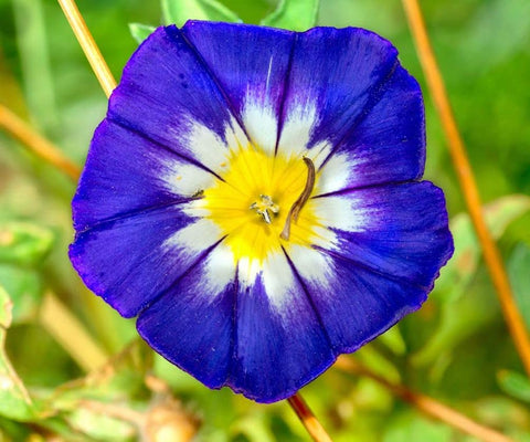 Seeds Of Strength indoor outdoor morning glory suit year round vertical gardening.
