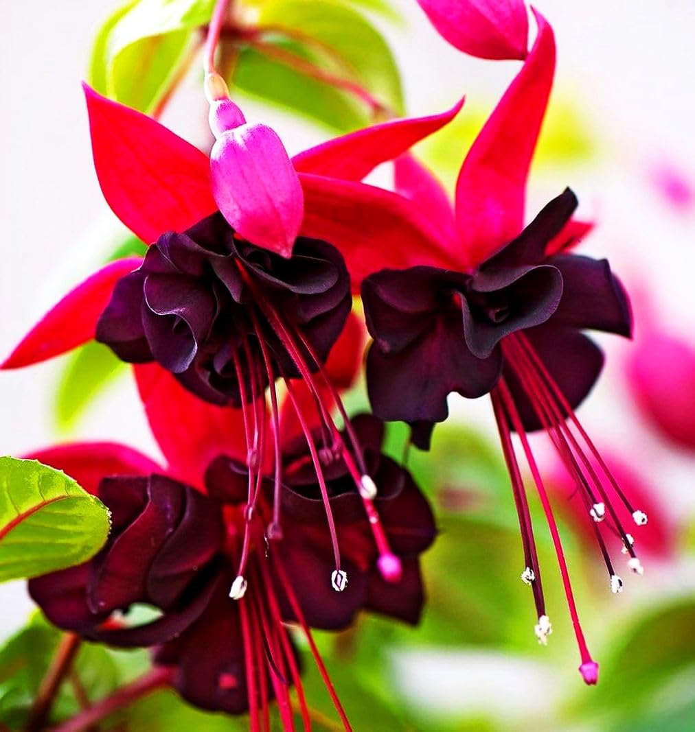 Seeds Of Strength indoor seedling care guidance for sturdy growth