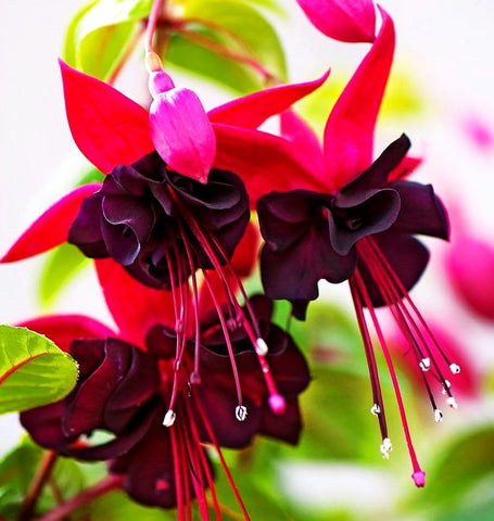 Seeds Of Strength indoor seedling care guidance for sturdy growth