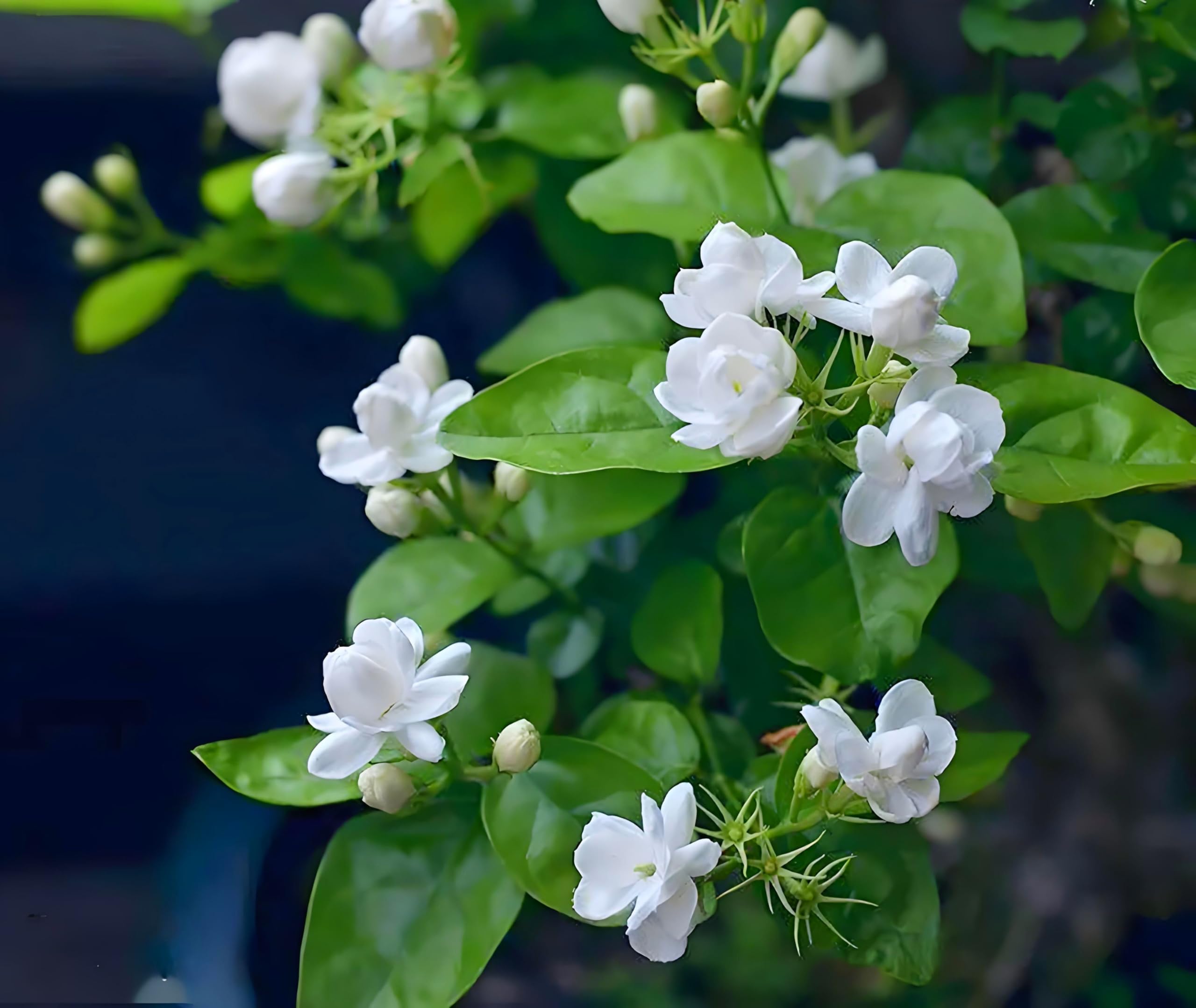 Seeds Of Strength jasmine climbing support aids vertical container display