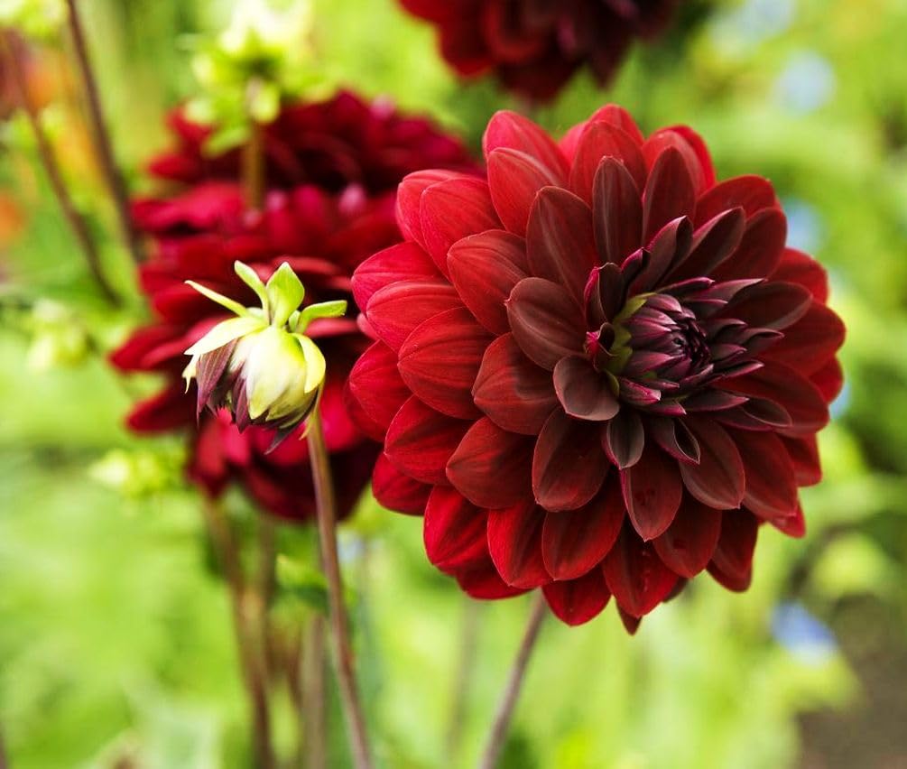 Seeds Of Strength dahlia bloom close-up in vase demonstrates long vase life