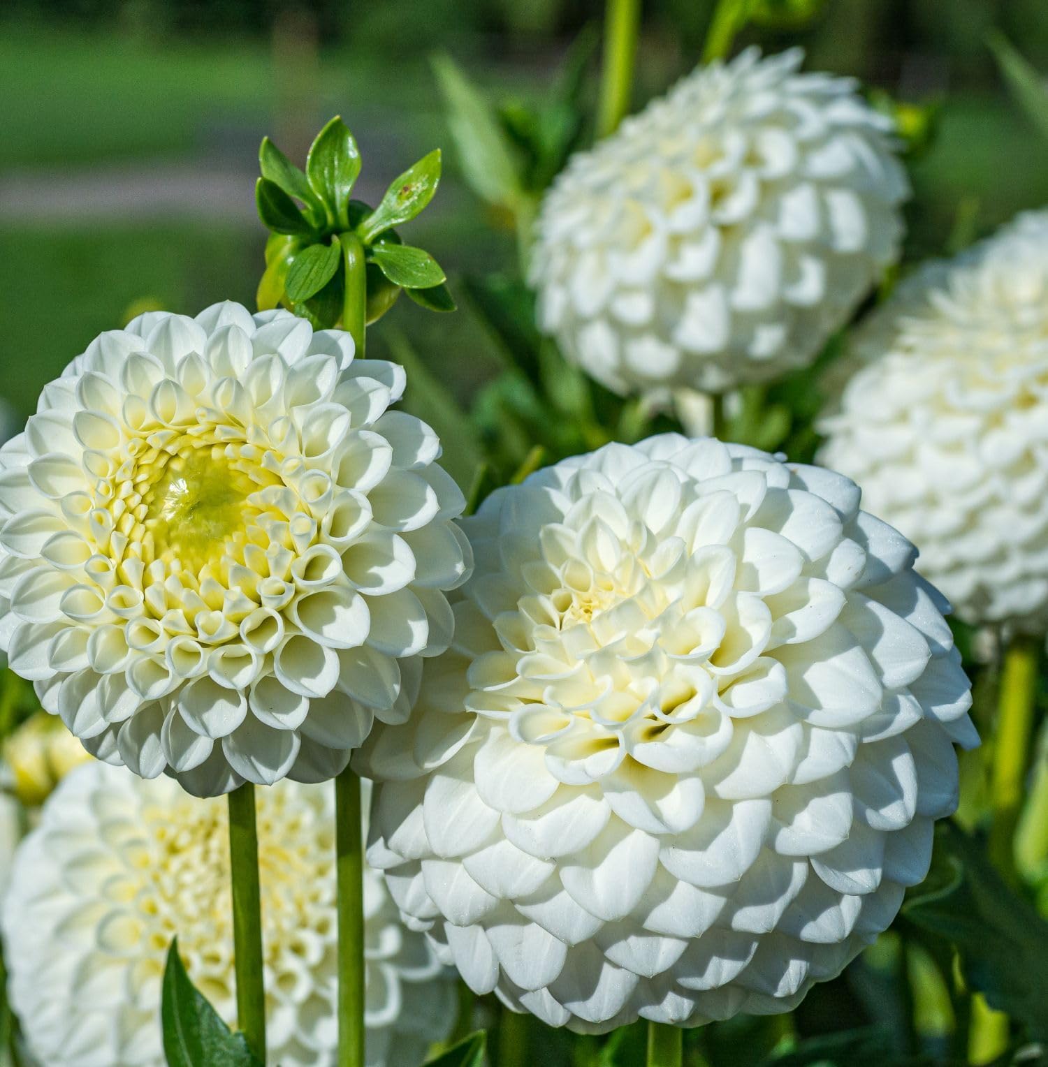 Seeds Of Strength dahlia pollinator-friendly blooms attract bees and butterflies