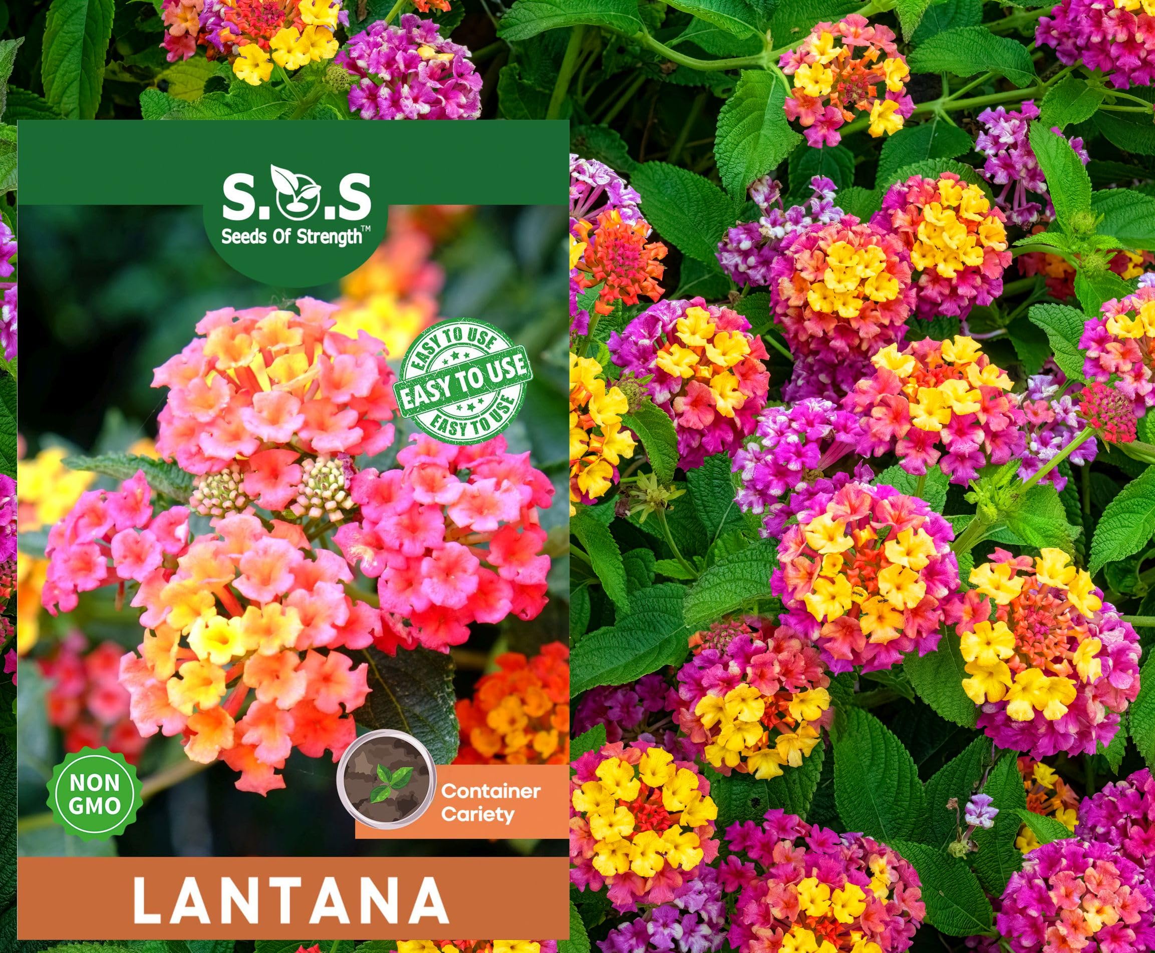 Seeds Of Strength lantana bloom close-up for vibrant garden color.