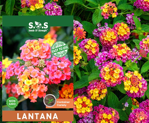 Seeds Of Strength lantana bloom close-up for vibrant garden color.