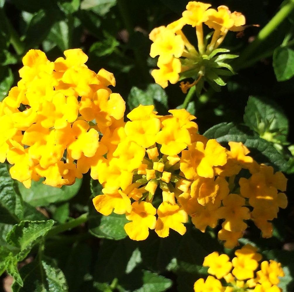 Seeds Of Strength lantana in container for patios and small spaces.