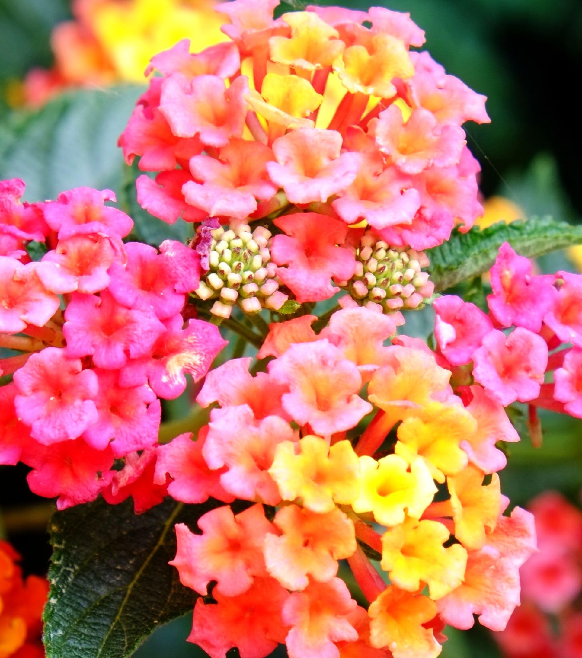 Seeds Of Strength lantana drought-tolerant growth suitable for low-water landscapes.