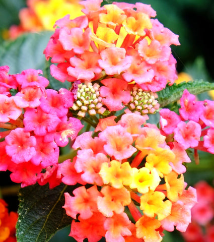 Seeds Of Strength lantana drought-tolerant growth suitable for low-water landscapes.