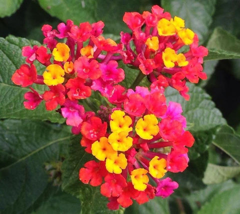 Seeds Of Strength lantana plants thriving in full sun for long-lasting color.