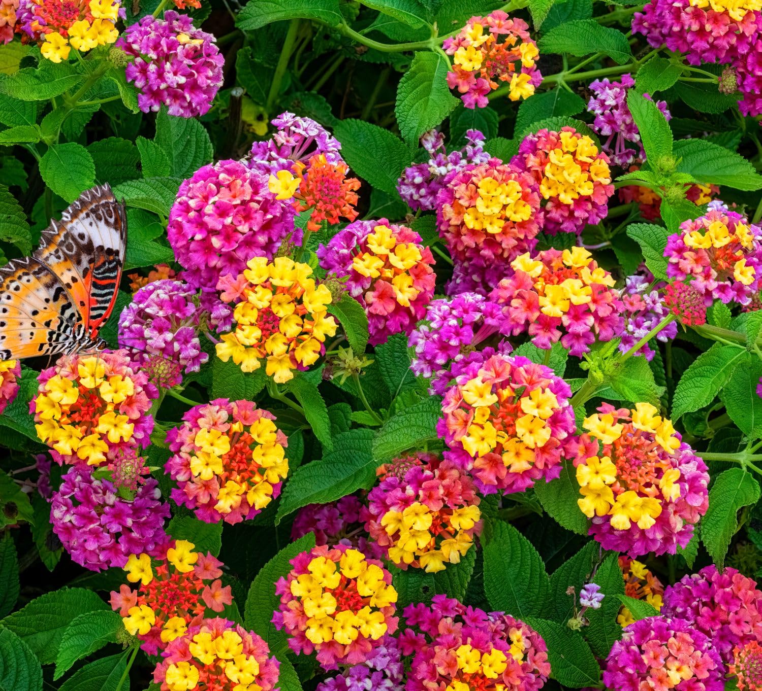 Seeds Of Strength lantana attracting butterflies and hummingbirds in a sunny garden.