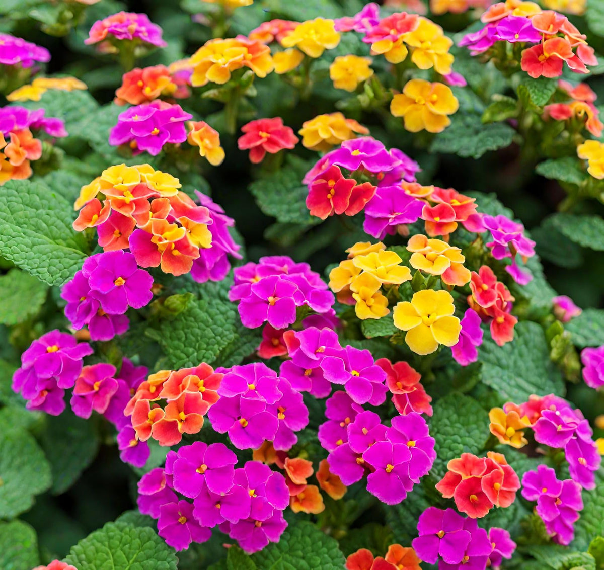 Seeds Of Strength lantana seeds: colorful blooms brighten borders and summer color