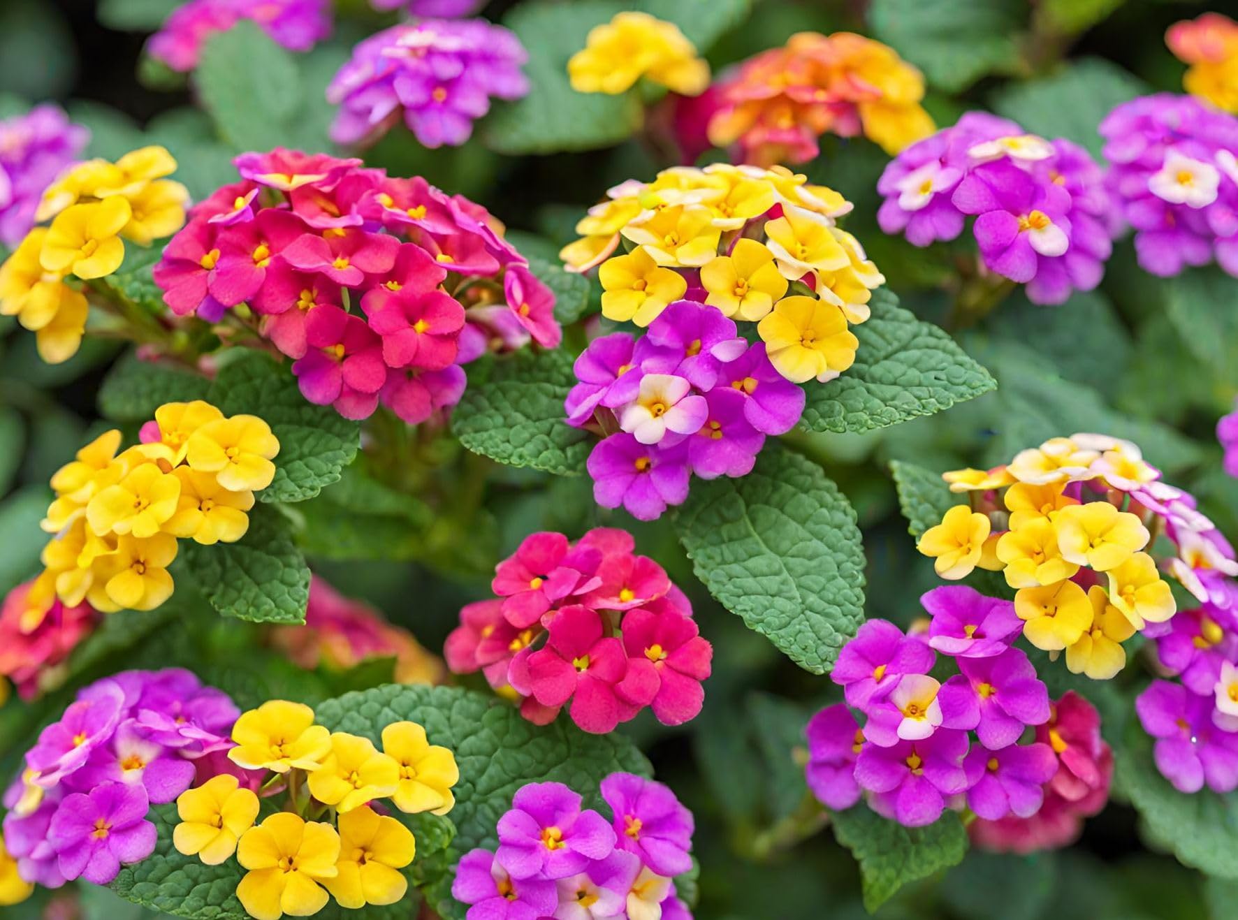 Seeds Of Strength lantana seeds offer drought-tolerant blooms for low-water landscapes