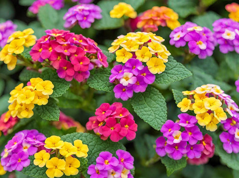 Seeds Of Strength lantana seeds offer drought-tolerant blooms for low-water landscapes