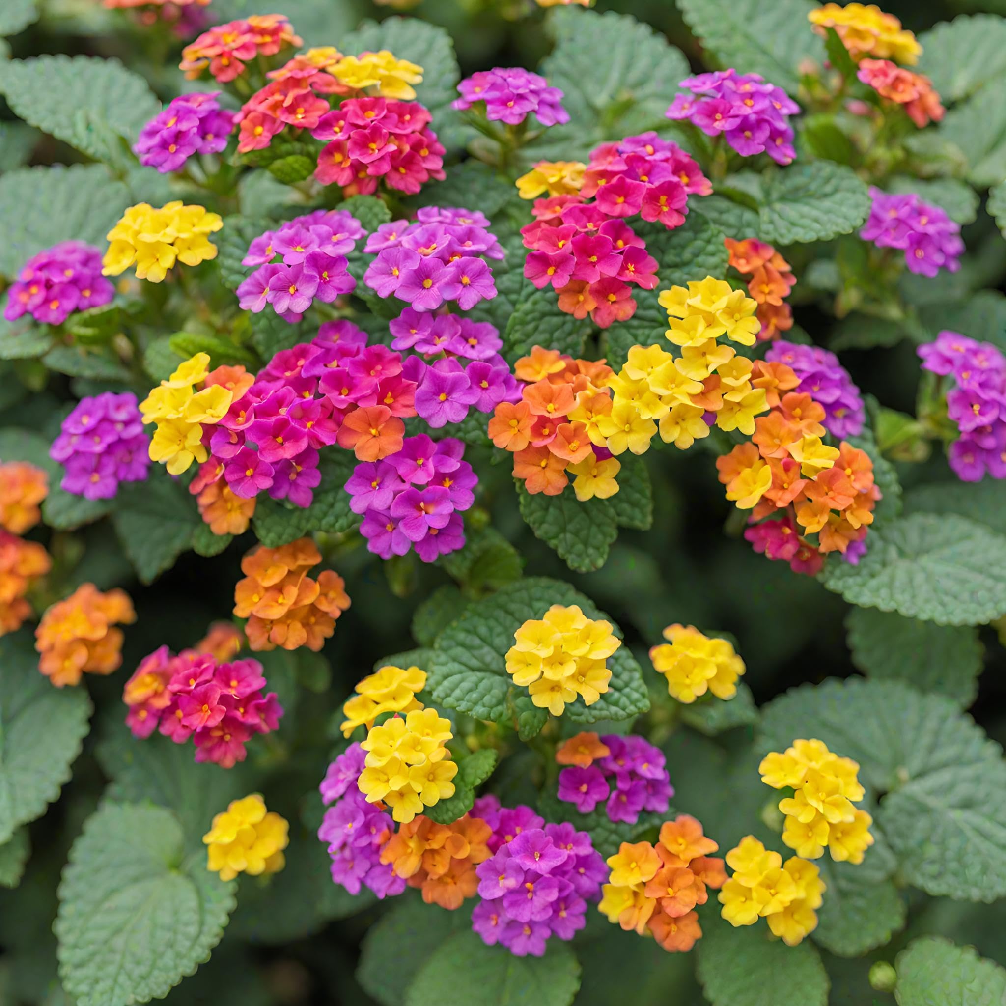 Seeds Of Strength lantana seeds produce long-lasting flowers from spring to fall