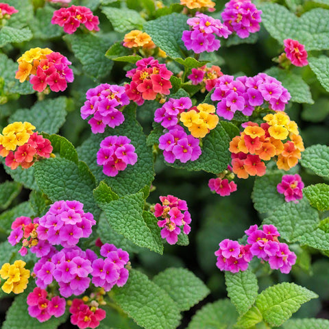Seeds Of Strength lantana seeds attract butterflies and bees for a thriving pollinator garden