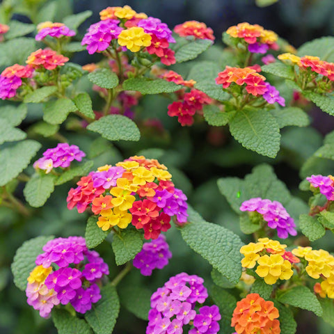 Seeds Of Strength lantana seeds suit beds borders or container displays