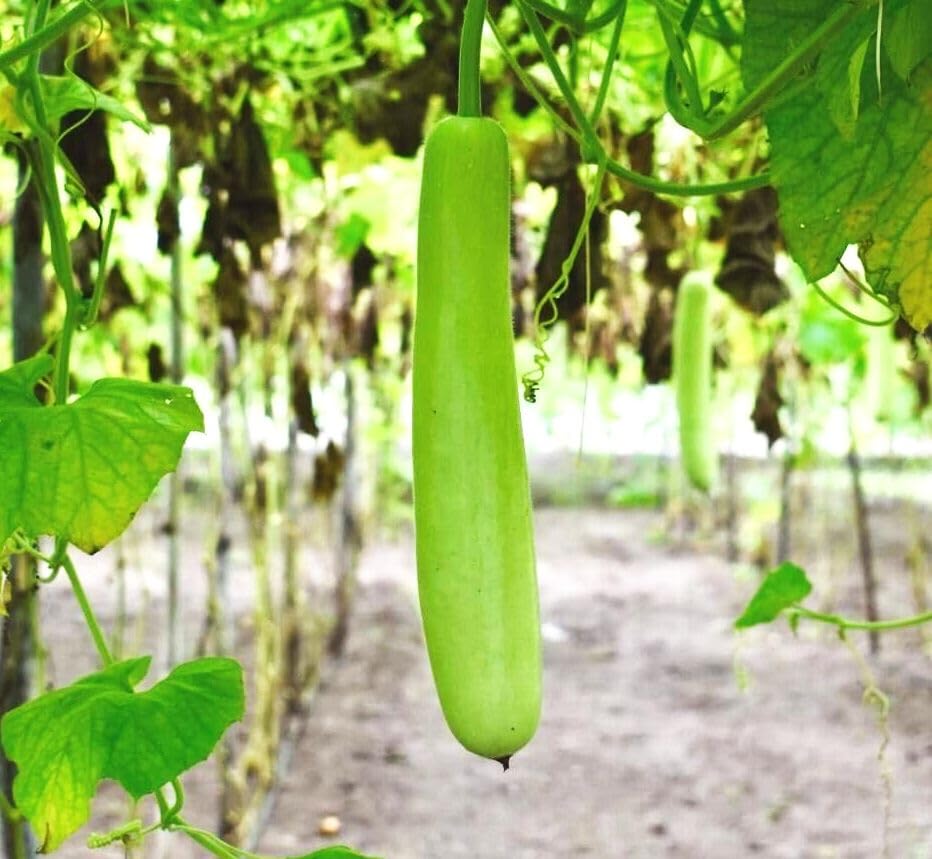 Seeds Of Strength lauki young harvest fruits ready for crisp flavor.