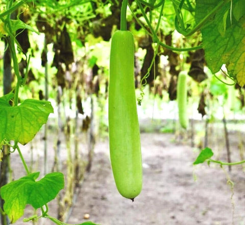 Seeds Of Strength lauki young harvest fruits ready for crisp flavor.