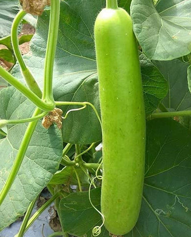 Seeds Of Strength lauki sowing depth example helps beginners plant correctly.