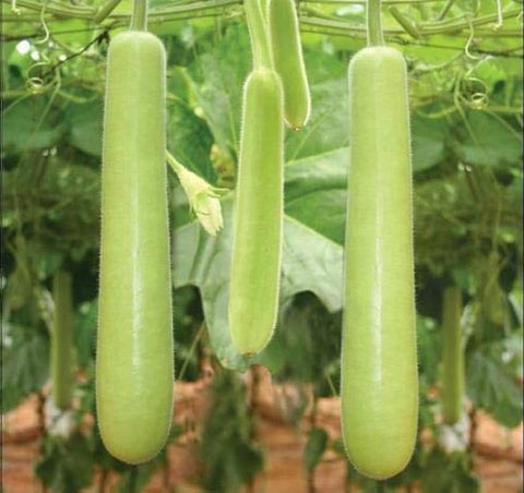 Seeds Of Strength lauki quick germination image indicates fast sprouts in warm soil.