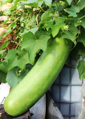 Seeds Of Strength lauki trellis setup demonstrates strong support for vigorous vines.