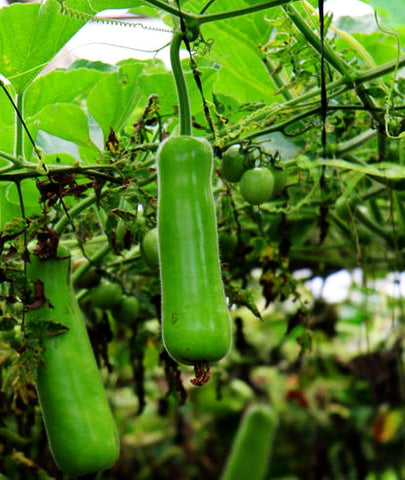 Seeds Of Strength lauki vine growth on trellis maximizes vertical garden space.
