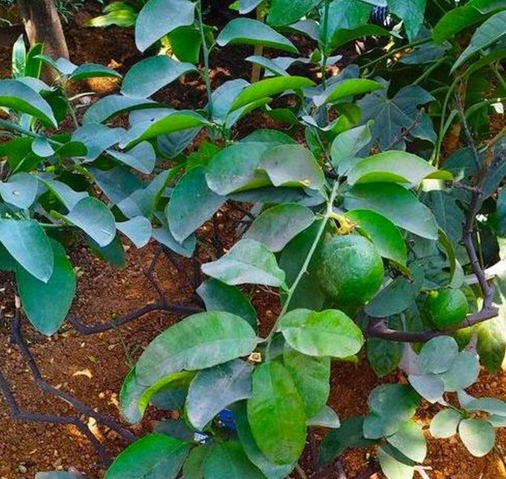 Seeds Of Strength lime seeds 20 pcs labeled pack ready to plant