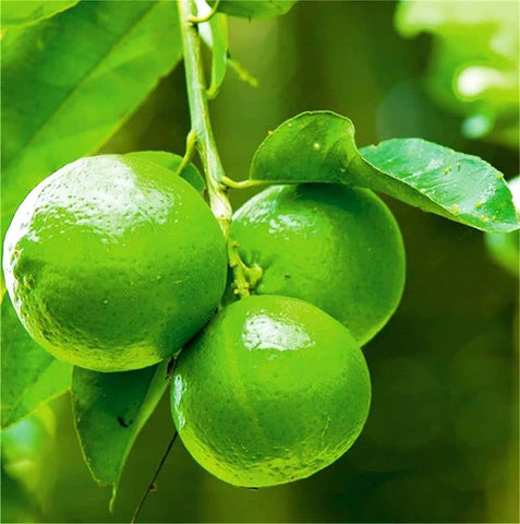 Seeds Of Strength lime seeds pack ready for home citrus germination