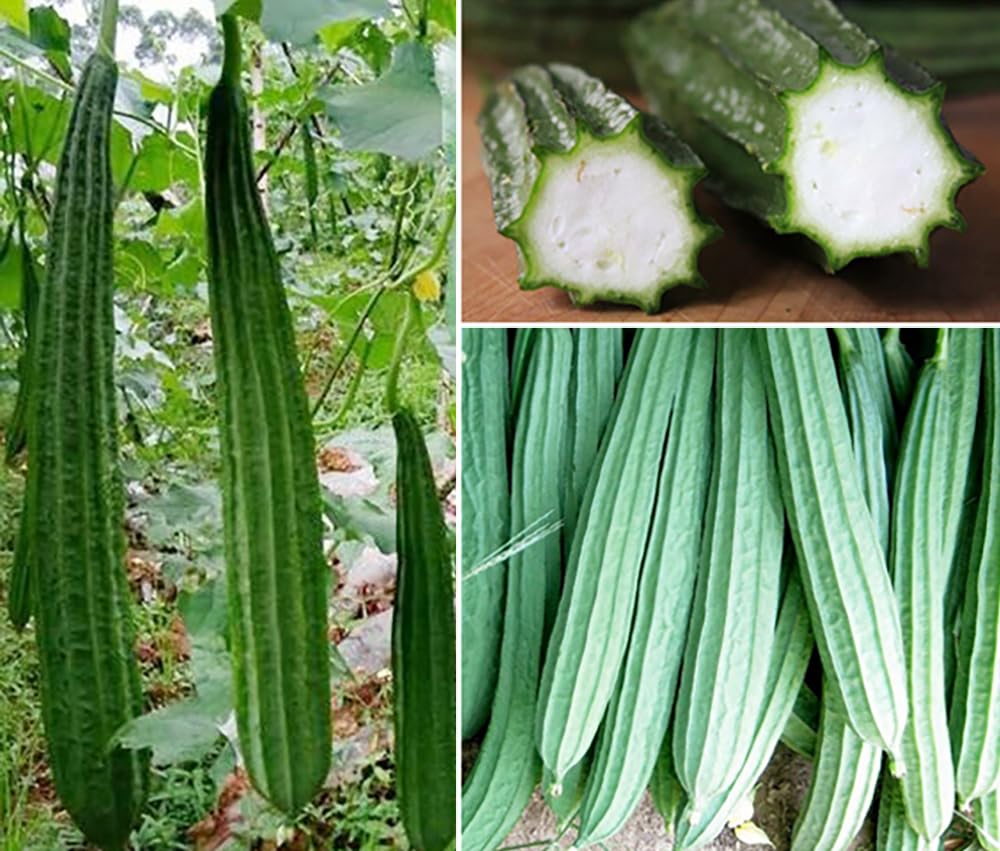 Seeds Of Strength long angled luffa seeds pack 30 promote robust growth for a thriving garden.