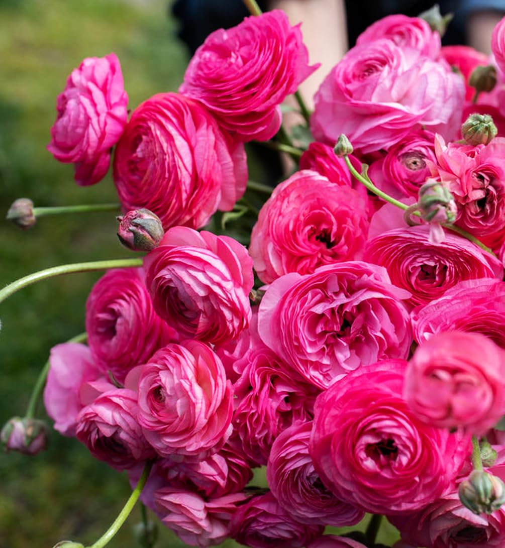 Seeds Of Strength premium-sized corms promise robust plants and showy flowers throughout the season.