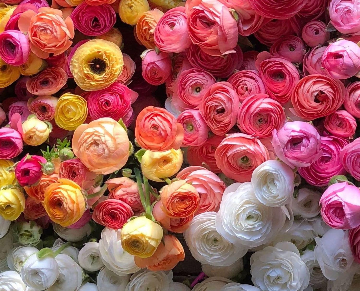 Seeds Of Strength long-lasting blooms brighten weekly garden color
