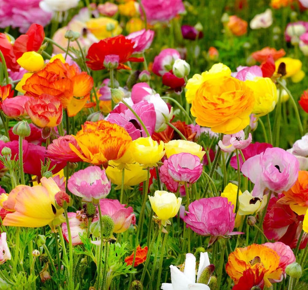 Seeds Of Strength long-lasting blooms to brighten weeks of color.
