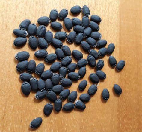 Seeds Of Strength loofah gourds suitable for natural sponges and cooking