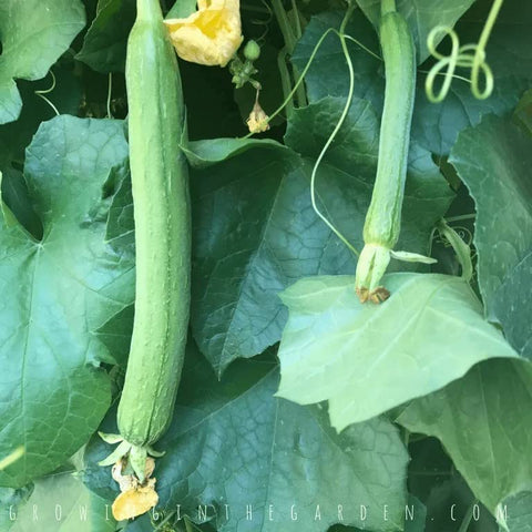 Seeds Of Strength early-fruiting luffa gourd fruit reaching 12 to 16 inches