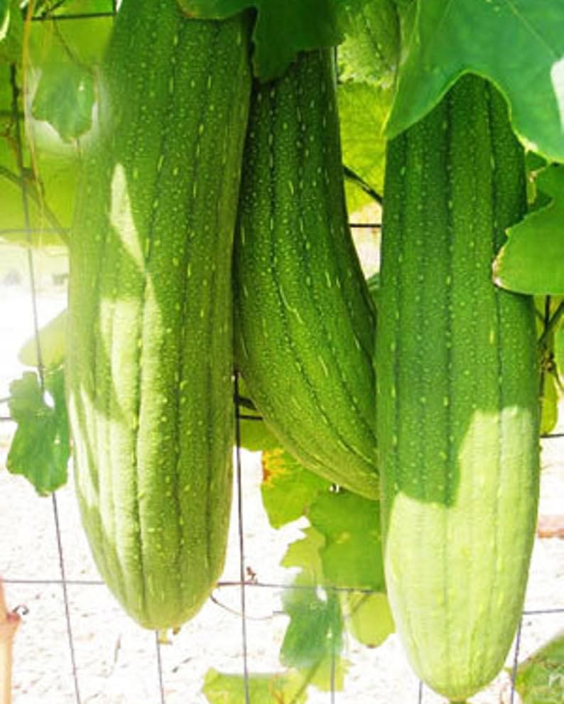 Seeds Of Strength luffa gourd with green skin and white-green flesh