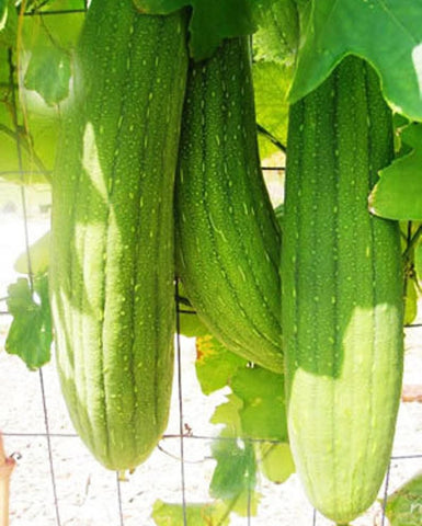 Seeds Of Strength luffa gourd with green skin and white-green flesh