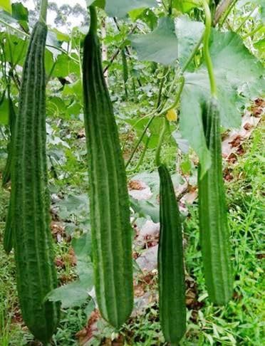 Seeds Of Strength luffa gourds growth branching encourages dense, productive vines.