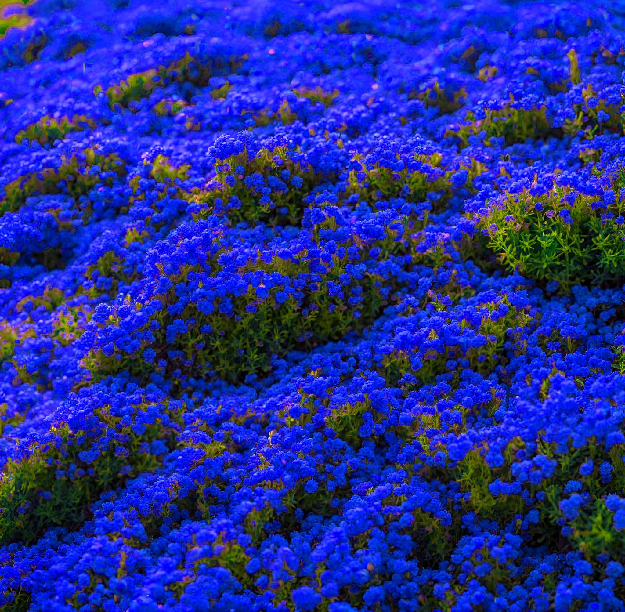 Seeds Of Strength Magic Carpet Creeping Thyme seedlings emerging for quick garden carpeting.