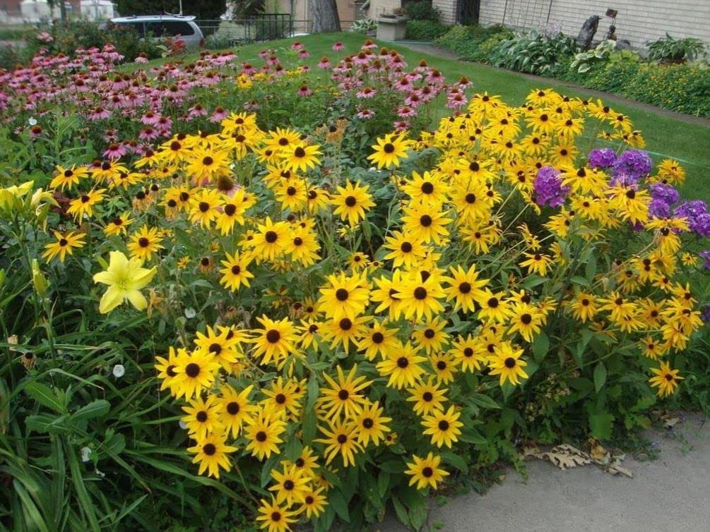 Seeds Of Strength mature 12-36 inch vines on a trellis for vertical color.