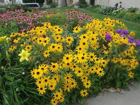 Seeds Of Strength mature 12-36 inch vines on a trellis for vertical color.