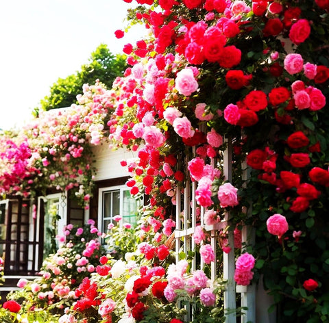 Seeds Of Strength mature rose climber shows tall growth and blooms.