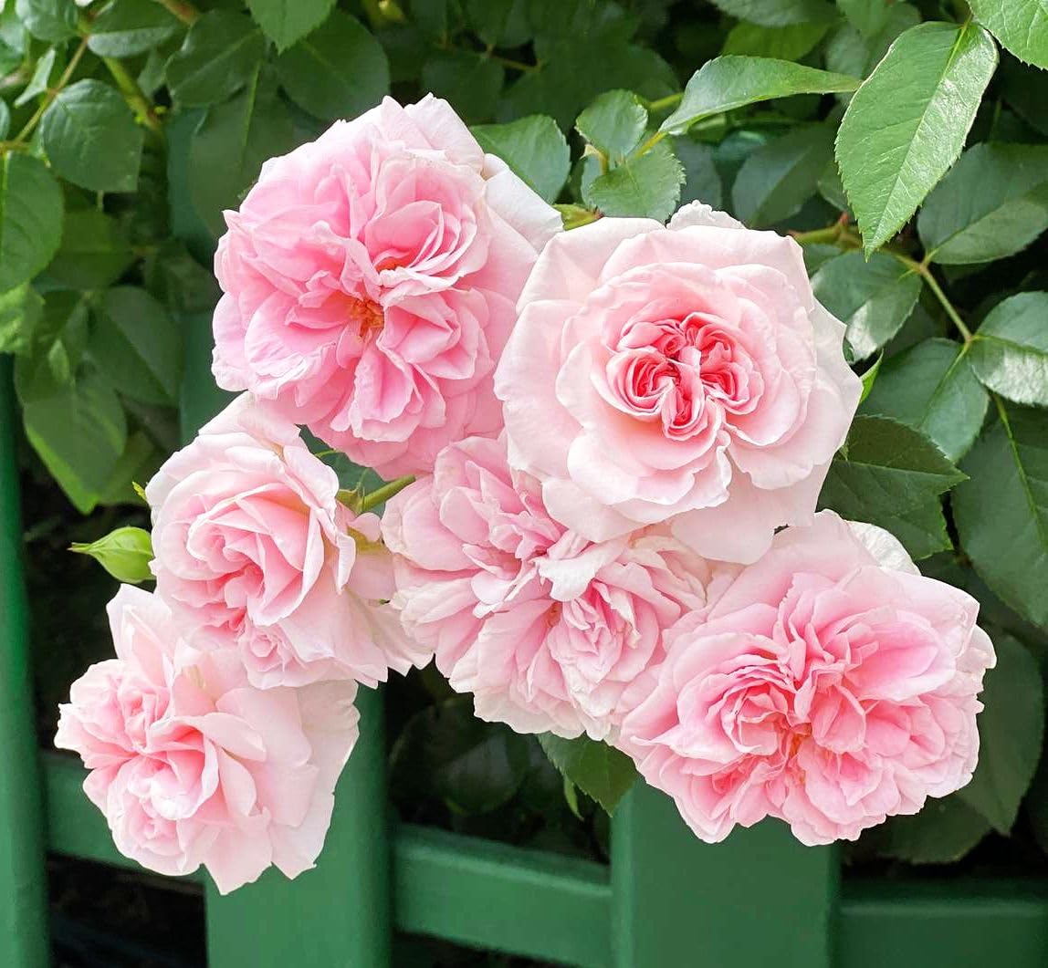 Seeds Of Strength mature climbing rose vine ready to cover a trellis