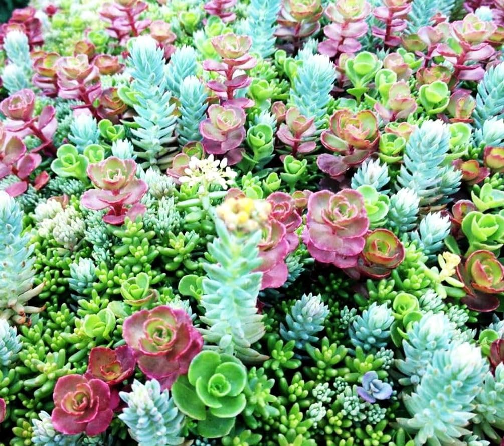 Seeds Of Strength tiny succulent garden ideas for terrariums and desktop displays