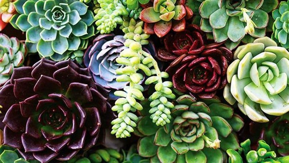 Seeds Of Strength mini succulent seed packet ready for bonsai or terrarium projects