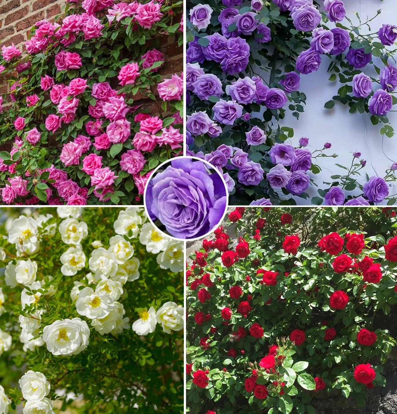 Seeds Of Strength mix climbing rose seeds ready for garden use, promising vibrant climbers and fragrance.