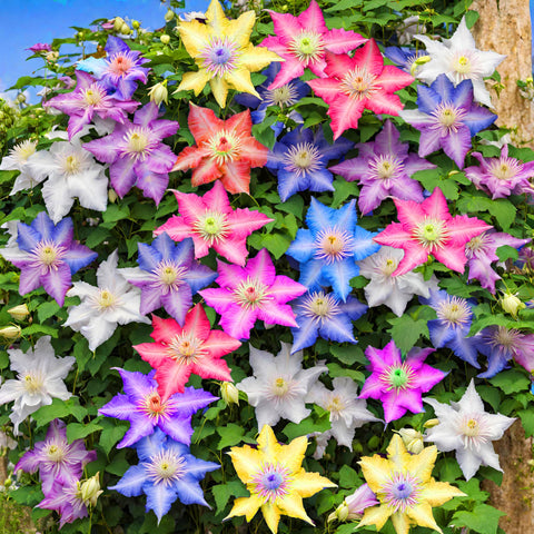 Seeds Of Strength mixed clematis seeds pack on wood ready for garden planting.
