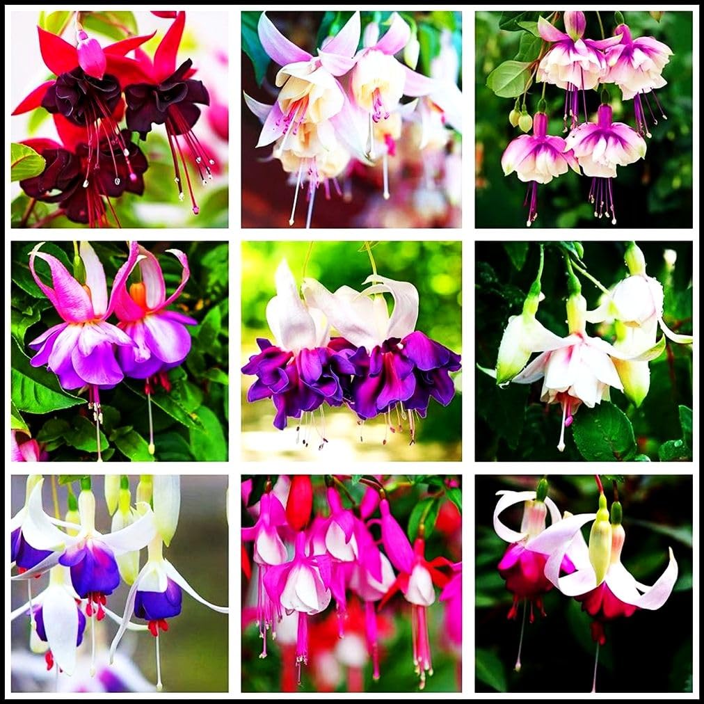 Seeds Of Strength mixed fuchsia seeds for perennial bonsai with vibrant blooms