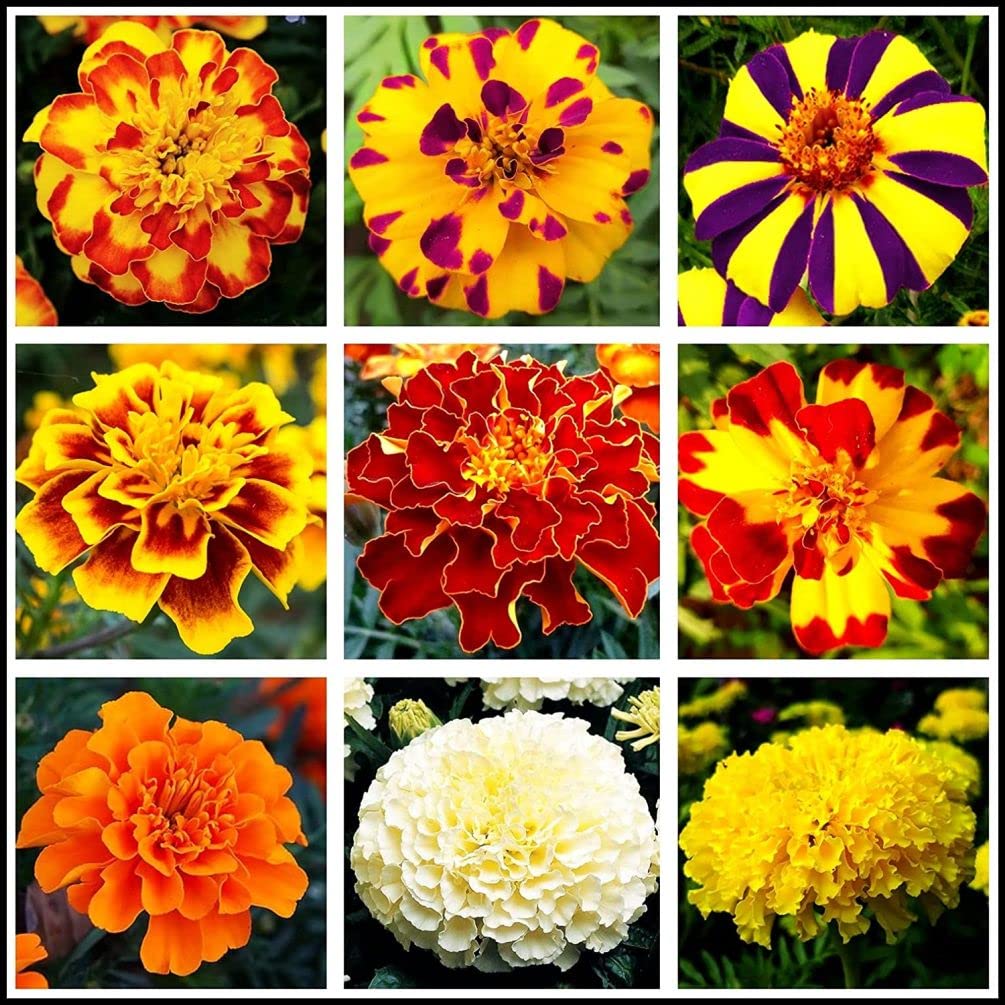 Seeds Of Strength mixed marigold seeds in packaging for easy planting and home decor.